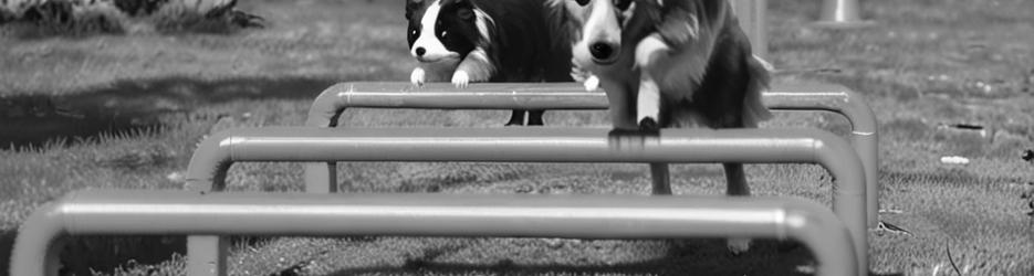 New dog agility park opens in Perth - Localista