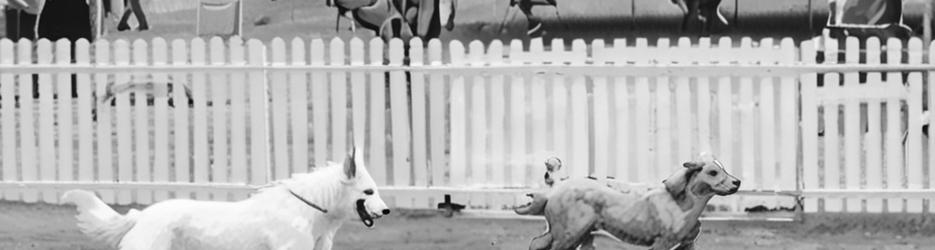Treat your pooch at this free dog