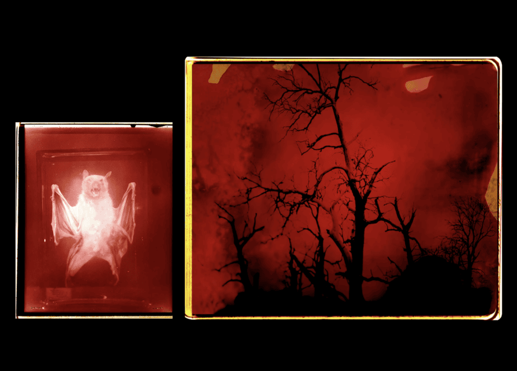 Red and black diptych artwork from the 'A lost place' image collection representing the 2019–20 wildfires in New South Wales