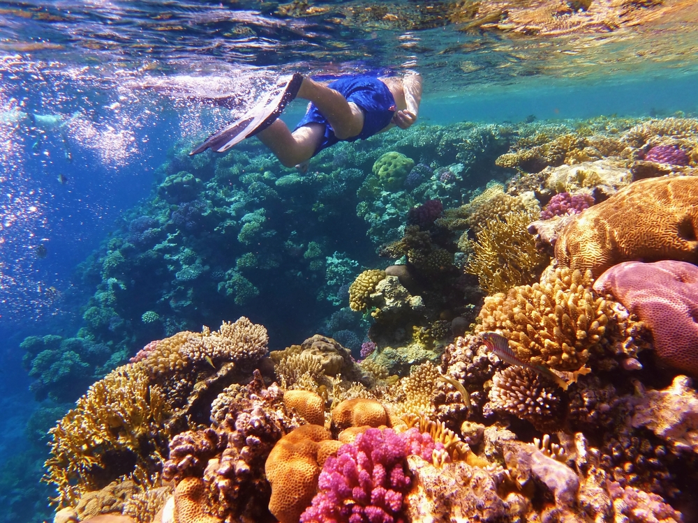 Man snorkelling next to coral in the Great Barrier Reef